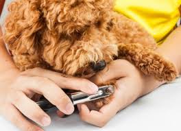 Clipping Nails A How To Guide For Puppies And Dogs Petmd 49,000+ vectors, stock photos & psd files. clipping nails a how to guide for