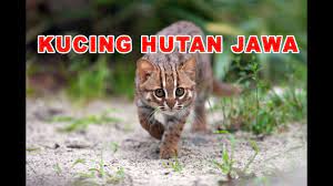 Kucing hutan terancam karena habitatnya yang terdegradasi, pemburuan liar, dan makanan yang terus berkurang. Kucing Hutan Jawa Yg Jinak Dan Lucu Blacan Felis Bengalensis Youtube