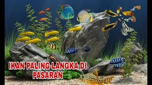 Karena jenis ikan hias tersebut memiliki varian warna yang beragam, dan cara merawatnya pun mudah. 7 Jenis Ikan Hias Air Tawar Yang Bagus Dan Mudah Dipelihara Di Aquarium Aquascape Youtube