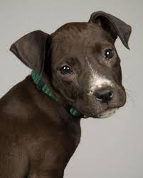 Black And Brown Pitbull Mix Pin On Dream Dogs