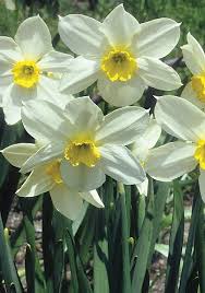 White Lady 1897 Heirloom Daffodil Narcisos Plantas Bulbosas Flores