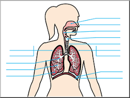 Click the respiratory system coloring pages to view printable version or color it online (compatible with ipad and android tablets). Clip Art Human Anatomy Respiratory System Color Unlabeled I Abcteach Com Abcteach