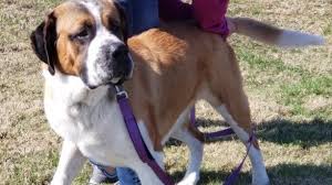 Is there a humane society in pikes peak colorado? Petition Humane Society Of Pikes Peak Region Save Duke S Life The Saint Bernard In Colorado Spring Humane Society Change Org