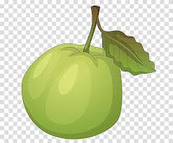 Guava Cartoon Green Apple Material Transparent Background Png Clipart Hiclipart Here you will see drawpj student sheila russell perry progress from learning very simple coloured pencil techniques right through to creating gorgeous realistic artworks. guava cartoon green apple material