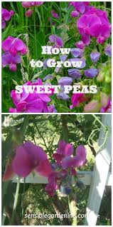 Growing Sweet Peas Growing Sweet Peas Beautiful Flowers Garden Pea Flower
