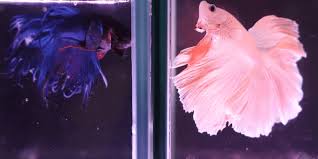 Instead, we recommend keeping betta fish with species that shoal and look to keep them. Can Male And Female Betta Fish Live Together Aquarium Sphere