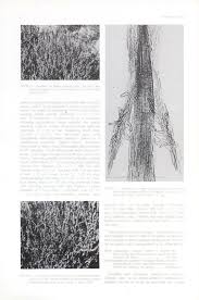 Image result for Lopholaena sp.no.1