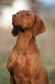 Maybe you would like to learn more about one of these? Visla We Say Bailey Is Part Visla She Has The Pink Nose Beautiful Vizsla Puppies Vizsla Dogs Vizsla