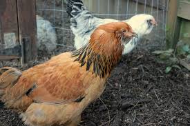 Ameraucana chickens are mainly raised for their egg production. Raising Backyard Chickens Ameraucana Chickens Lay Green Eggs One Hundred Dollars A Month