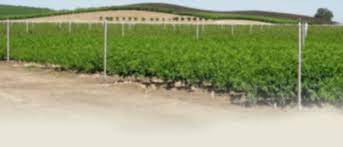 Davewilson.com has 1,507 daily visitors and has the potential to earn up to 181 usd per month by domain name: Selling Dwn Products Dave Wilson Nursery