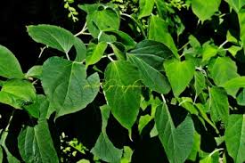 Image result for Clerodendrum tricholobum