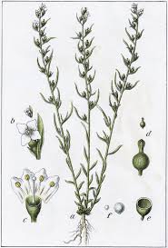 Image result for Thesium