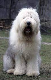The british shorthair is the pedigreed version of the traditional british domestic cat, with a distinctively stocky body, dense coat, and broad face. Old English Sheepdog Information And Pictures Petguide