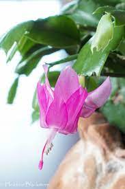 I put it outside on my shady porch and it has thrived. How To Prevent Christmas Cactus Buds From Falling Off Here She Grows