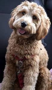 Pin By Natalia Rubio On Dogs And Dogs Labradoodle Puppy Labradoodle Goldendoodle Grooming