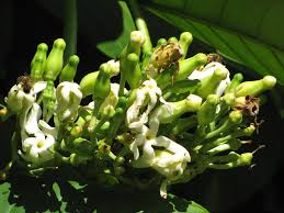 Image result for Tabernaemontana pachysiphon