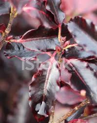 Maybe you would like to learn more about one of these? Image Of Purple Pittosporum Tenuifolium Tom Thumb Leaves Ever Stock Photos Freeimages Com