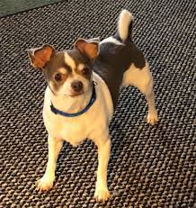 Little Cutie French Bulldog Puppies Puppies Puppies For Sale