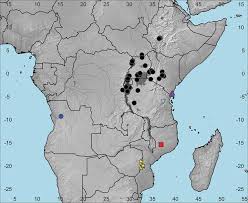 Image result for Crepidorhopalon namuliensis