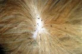 Tiny, quick creatures that scurry through your cat's fur, feasting on its blood, and causing itching. Fleas Worms