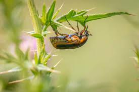 Get you a pair of working gloves and start by removing everything in your yard that does not belong there. How To Get Rid Of June Bugs In 4 Steps Mymove
