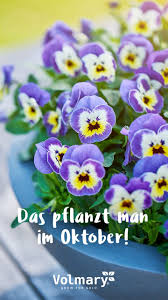 Volmary Pflanzen Online Kaufen Im Volmary Online Shop Winterharte Pflanzen Pflanzen Balkon Pflanzen