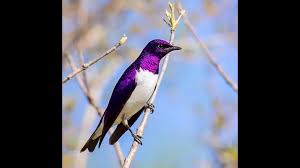 Check spelling or type a new query. 10 Striking Purple Colored Birds Beautiful Birds Youtube