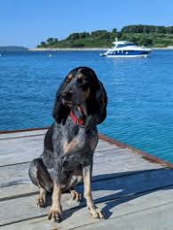 Image result for lucernský honič