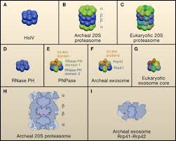 Proteasomes are protein complexes inside all eukaryotes and archaea, and in some bacteria. The Exosome And The Proteasome Nano Compartments For Degradation Cell