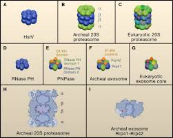 Proteasomes are protein complexes which degrade unneeded or damaged proteins by proteolysis, a chemical reaction that breaks peptide bonds. The Exosome And The Proteasome Nano Compartments For Degradation Cell