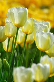 Tulip Festival 4 Beautiful Flowers Amazing Flowers Yellow Tulips