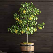 Learn How To Properly Plant And Care For You Lemon Tree When Life Gives You Lemons Grow Trees If You Ve Eve Meyer Lemon Tree Lemon Tree From Seed Lemon Tree