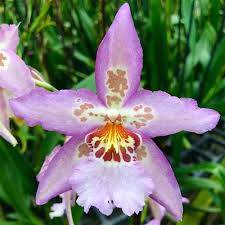 Image result for Bulbophyllum schinzianum