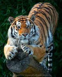 Lynn Saunders Lynnduncan700 Profile Pinterest
