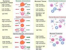 What Role Does The Route Of Immunization Play In The Generation Of Protective Immunity Against Mucosal Pathogens The Journal Of Immunology