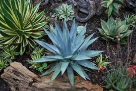 Check spelling or type a new query. Agaves 102 The Small Compact Species Dave S Garden