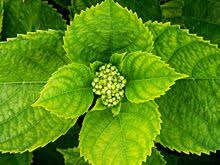Fungal leaf spots on hydrangea leaves. Hydrangea Macrophylla Wikipedia