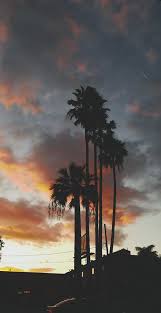 Guys I Did California Tumblr Wallpaper Aesthetic Today Borassus Flabellifer 2140007 Hd Wallpaper Backgrounds Download Cool guys wallpaper picture hd. california tumblr wallpaper aesthetic