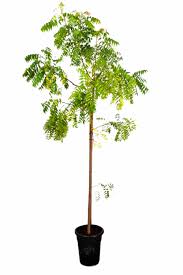 Image result for Azadirachta