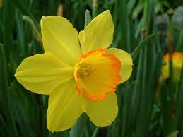 9 Fun Facts About Daffodils Care2 Healthy Living Daffodils Winter Garden Spring Garden