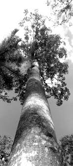 Mesas hechas de tronco de arbol con resina en cali valle : Https Www Fs Usda Gov Treesearch Pubs Download 2862 Pdf
