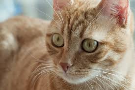We would love to revisit this topic in a later video with some extra technology to get a. Sprains In Cats Symptoms Causes Diagnosis Treatment Recovery Management Cost