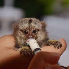 Finger monkey compilation they are so tiny. Buy Female Marmoset Monkey Online Female Finger Monkey For Sale