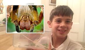 Known to have the most toxic venom in the world. Brazilian Wandering Spider Found In London Schoolboy Finds Deadly Arachnid Nature News Express Co Uk