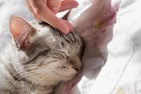 Additionally, cats can get another, more rare form of the tumors, known as histiocytic. Top 5 Senior Cat Care Tips Canton Veterinary Hospital Acres Mill Veterinary Clinic