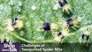 Image result for spotted spider mite