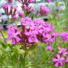 Image result for Silene burchellii