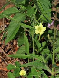 Image result for Hibiscus sidiformis