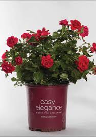 It is very similar to my favorite david austin rose, munstead wood. Easy Elegance Super Hero Rose Shop Online Plantsbymail Com