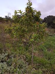 Image result for Celtis mildbraedii